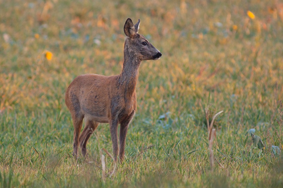 Srnec lesn&yacute; (Capreolus capreolus)