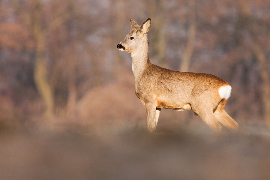 Srnec lesn&yacute; (Capreolus capreolus)
