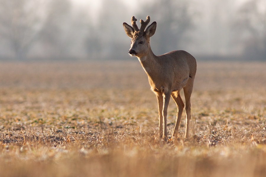 Srnec lesn&yacute; (Capreolus capreolus)