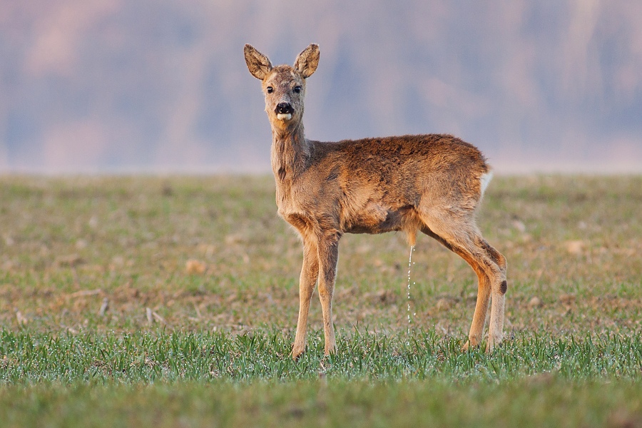 Srnec lesn&yacute; (Capreolus capreolus)