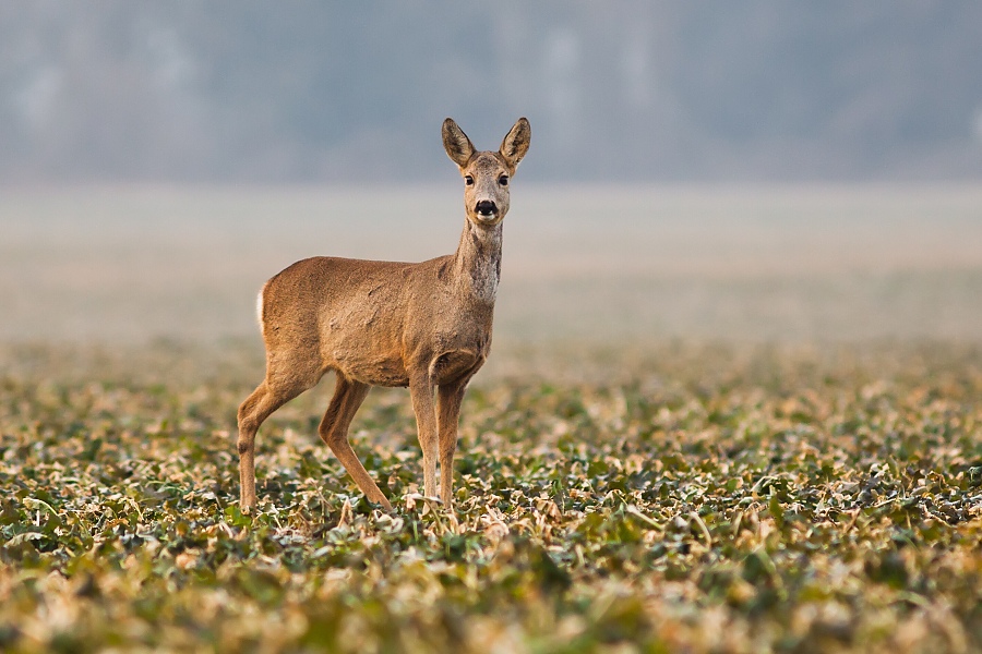 Srnec lesn&yacute; (Capreolus capreolus)