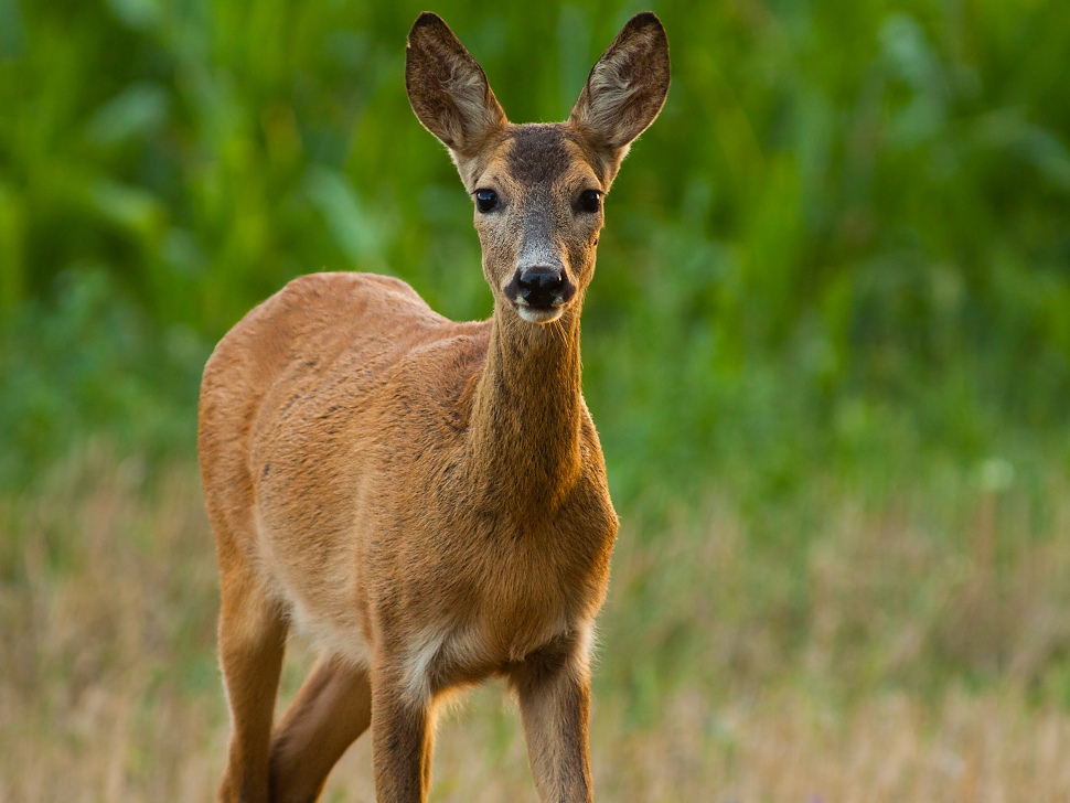 Srnec lesn&yacute; (Capreolus capreolus)