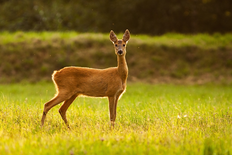 Srnec lesn&yacute; (Capreolus capreolus)
