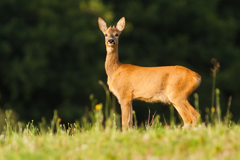 Srnec lesn&yacute; (Capreolus capreolus)