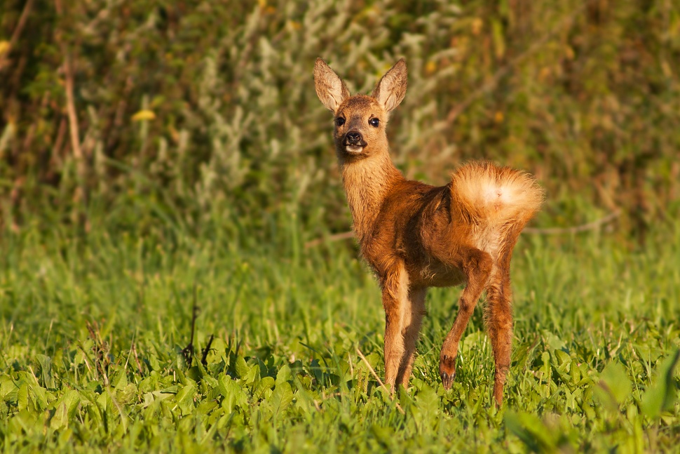 Srnec lesn&yacute; (Capreolus capreolus)