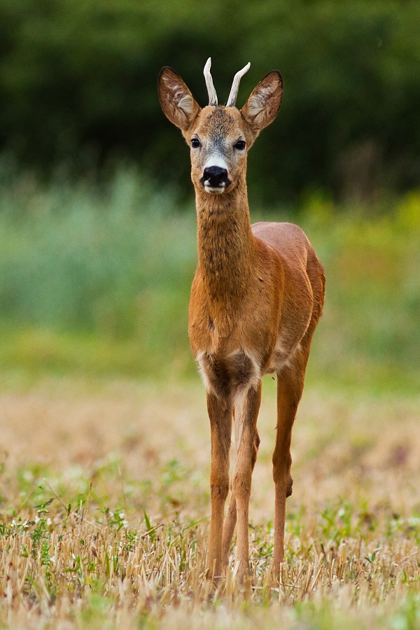 Srnec lesn&yacute; (Capreolus capreolus)