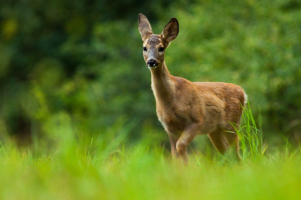 Srnec lesn&yacute; (Capreolus capreolus)