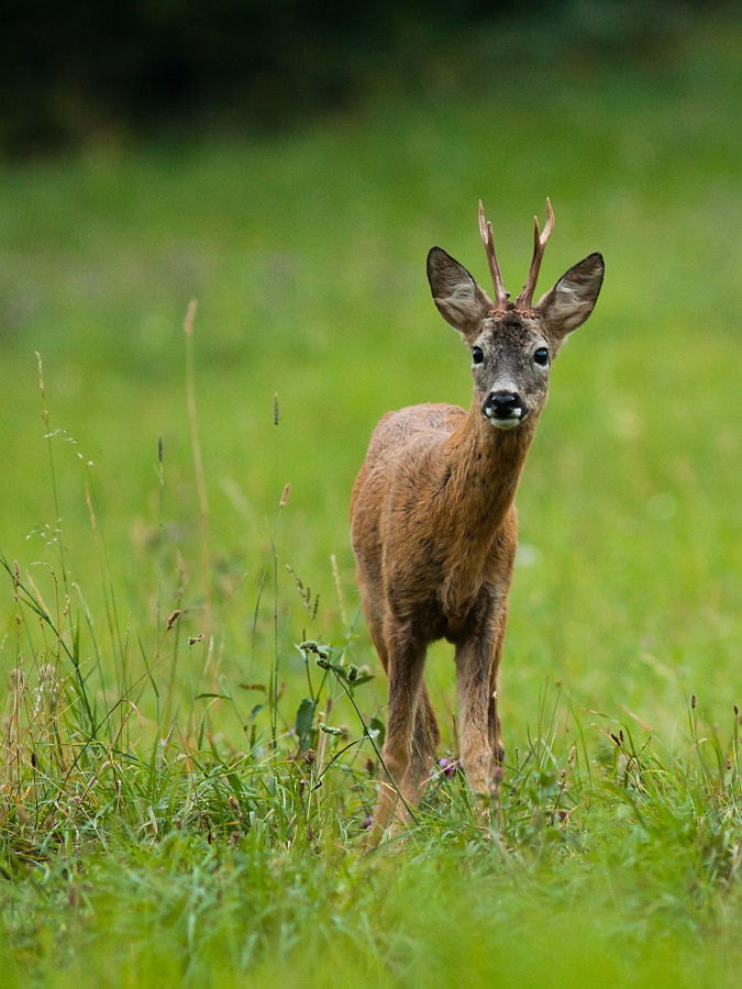 Srnec lesn&yacute; (Capreolus capreolus)