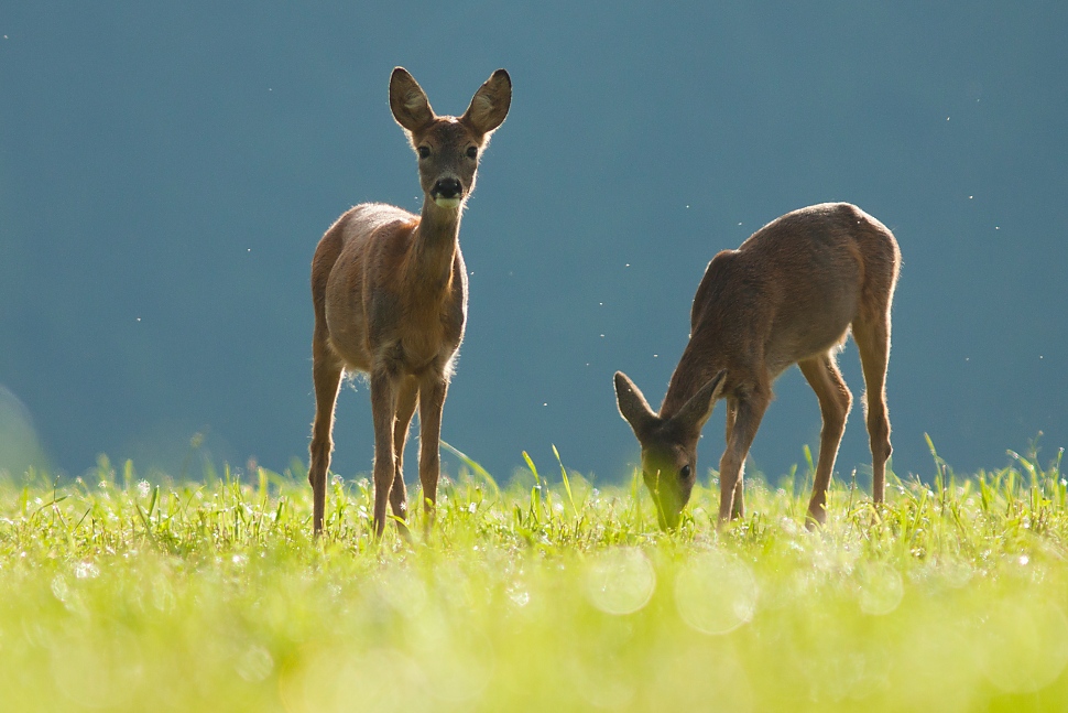 Srnec lesn&yacute; (Capreolus capreolus)