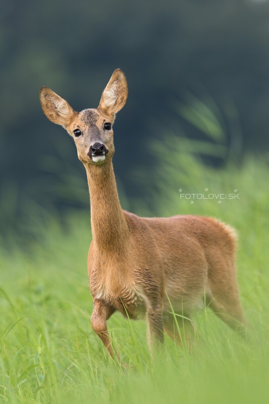 Srnec lesn&yacute; (Capreolus capreolus)