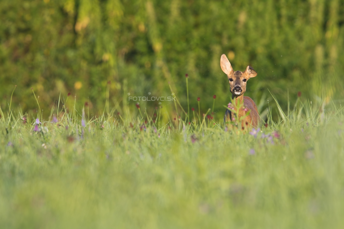 Srnec lesn&yacute; (Capreolus capreolus)