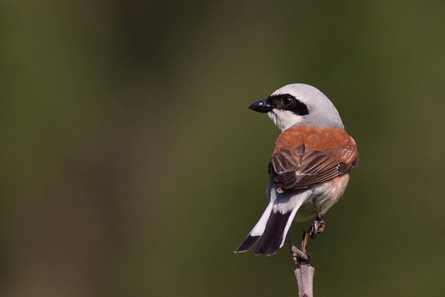 Strako&scaron; obyčajn&yacute; (Lanius collurio)