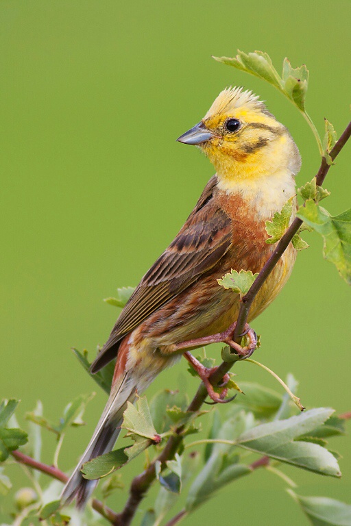 Strn&aacute;dka žlt&aacute; (Emberiza citrinella)