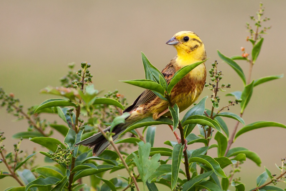 Strn&aacute;dka žlt&aacute; (Emberiza citrinella)