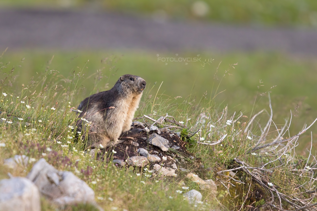 Svi&scaron;ť horsk&yacute; (Marmota marmota)