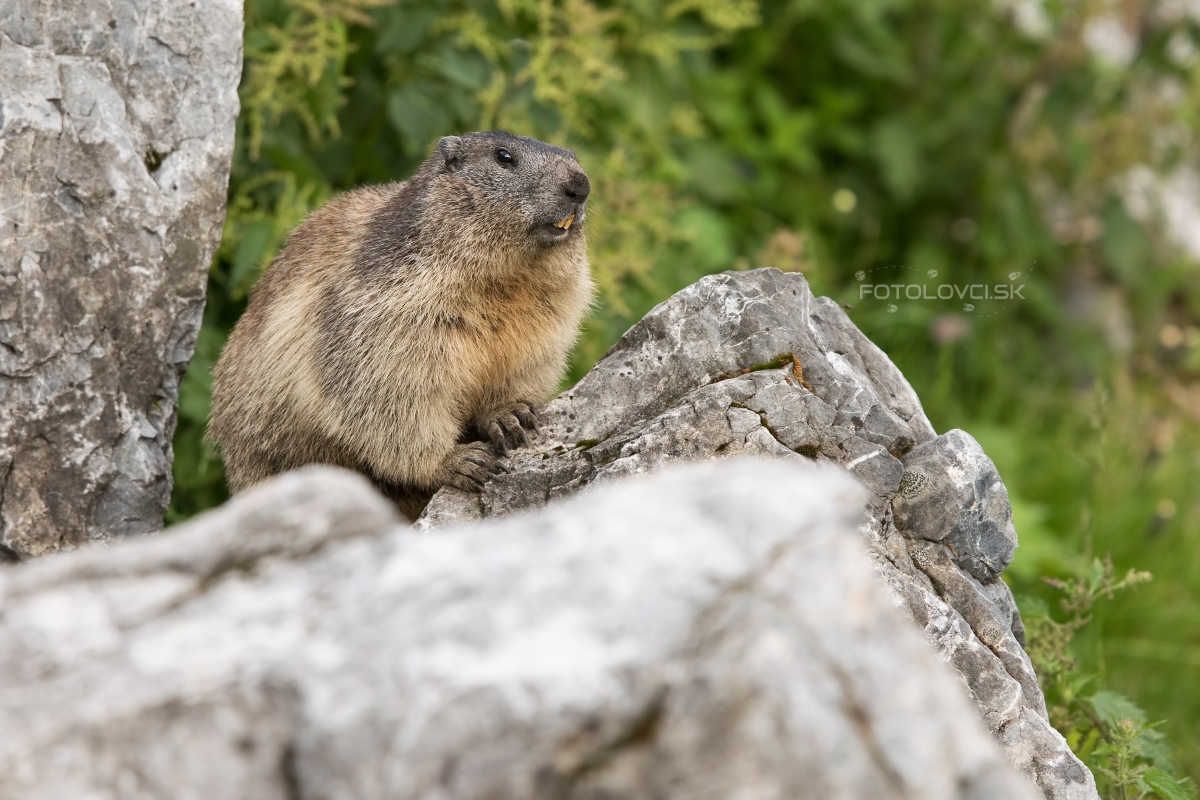 Svi&scaron;ť horsk&yacute; (Marmota marmota)