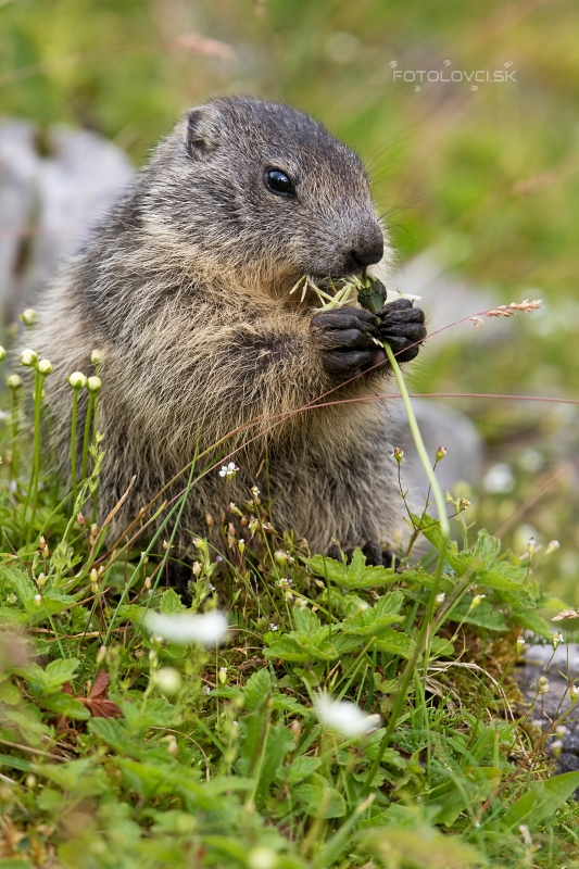 Svi&scaron;ť horsk&yacute; (Marmota marmota)