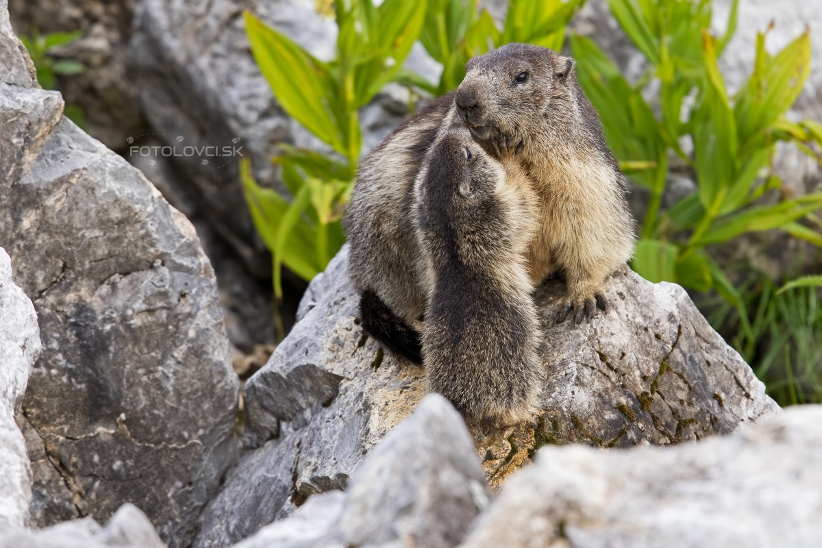 Svi&scaron;ť horsk&yacute; (Marmota marmota)