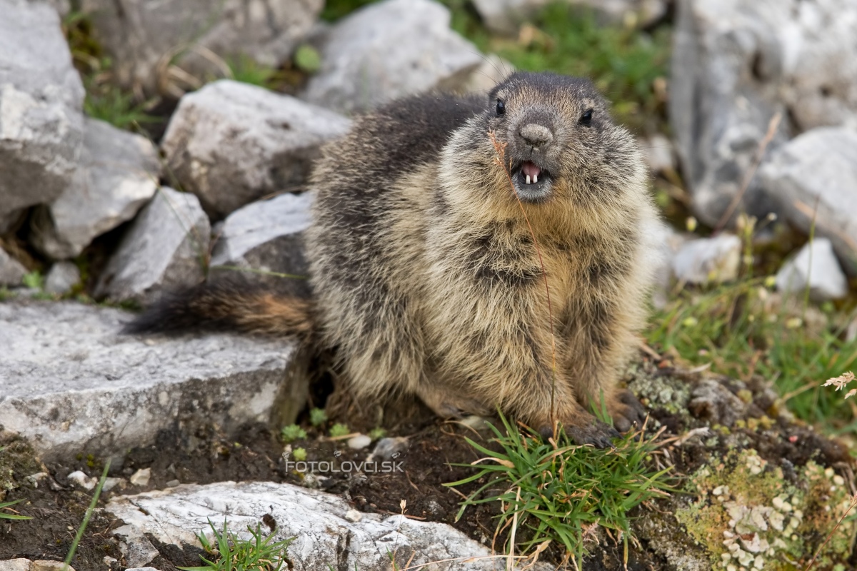 Svi&scaron;ť horsk&yacute; (Marmota marmota)