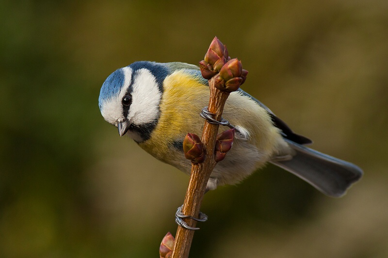 S&yacute;korka belas&aacute; (Parus caeruleus)