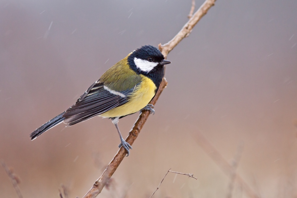 S&yacute;korka belas&aacute; (Parus caeruleus)
