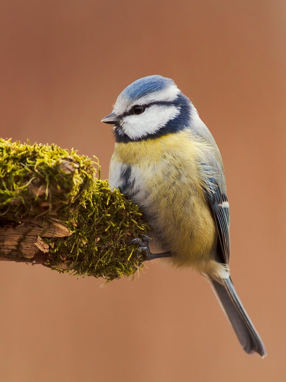 S&yacute;korka belas&aacute; (Parus caeruleus)