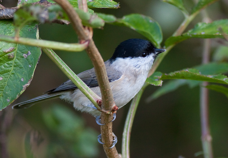 S&yacute;korka lesklohlav&aacute; (Parus palustris)