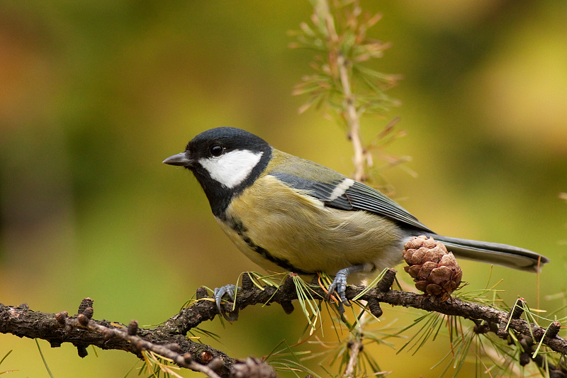 S&yacute;korka veľk&aacute; (Parus major)