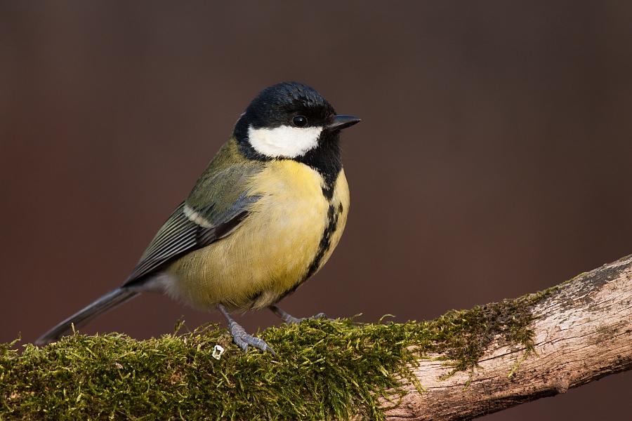 S&yacute;korka veľk&aacute; (Parus major)