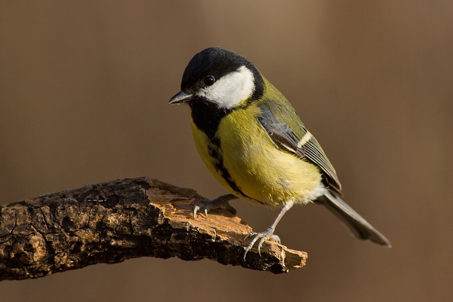 S&yacute;korka veľk&aacute; (Parus major)