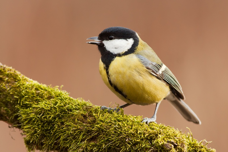 S&yacute;korka veľk&aacute; (Parus major)