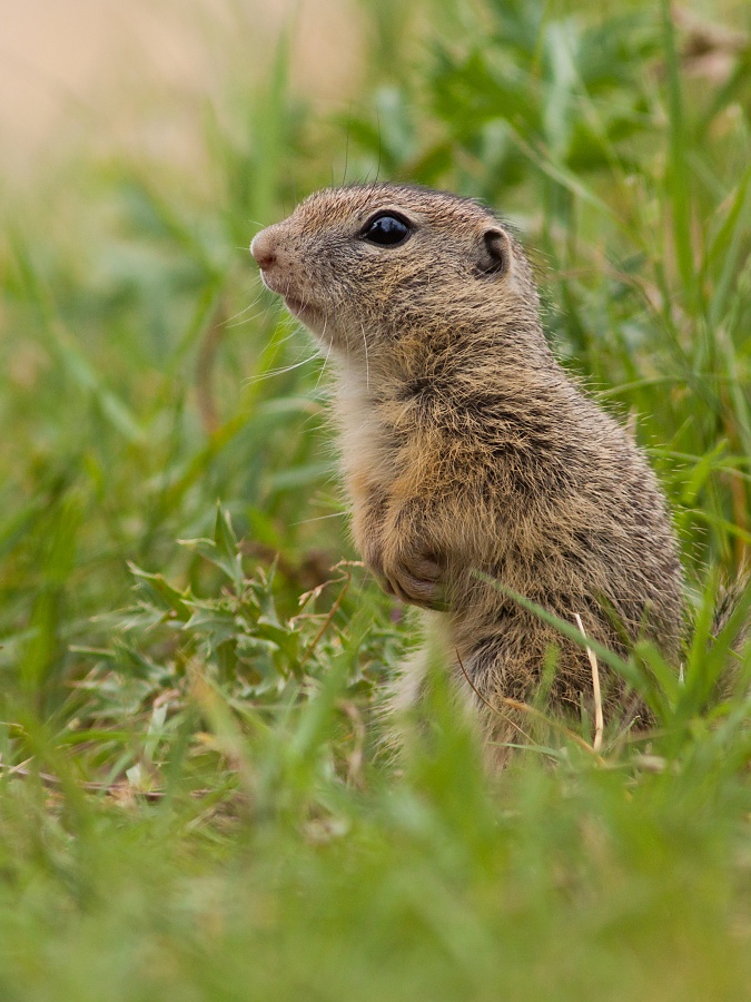 Syseľ pasienkov&yacute; (Spermophilus citellus)