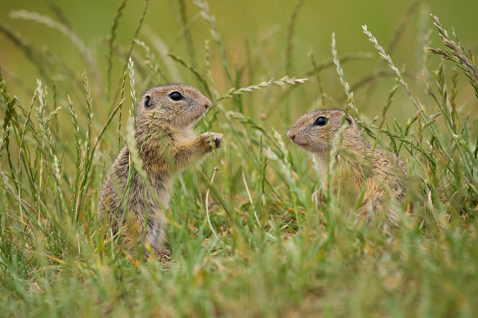 Syseľ pasienkov&yacute; (Spermophilus citellus)