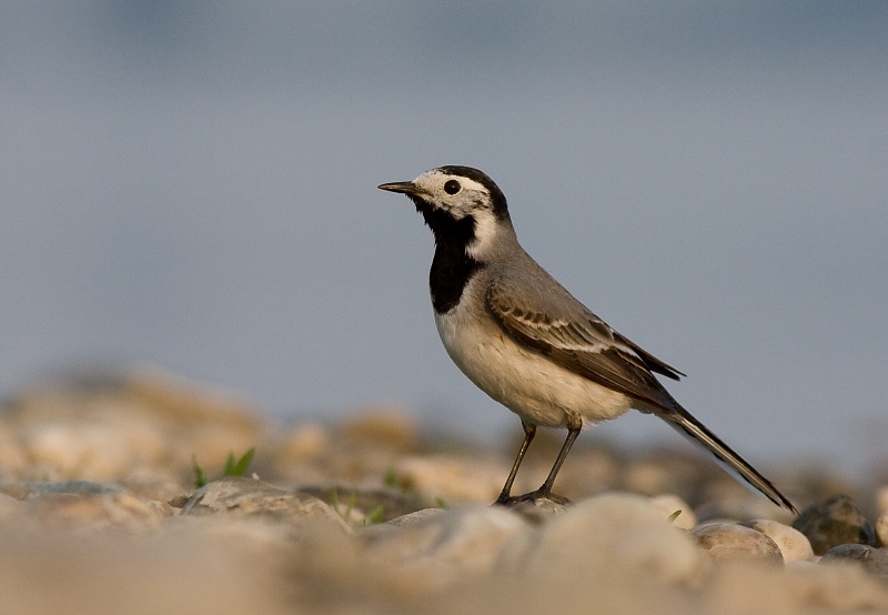 Trasochvost biely (Motacilla alba)