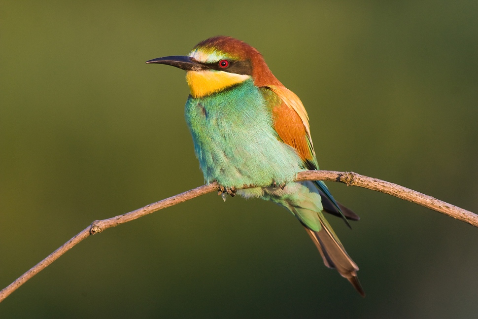 Včel&aacute;rik zlat&yacute; (Merops apiaster)