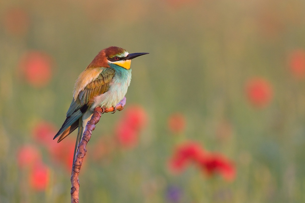 Včel&aacute;rik zlat&yacute; (Merops apiaster)