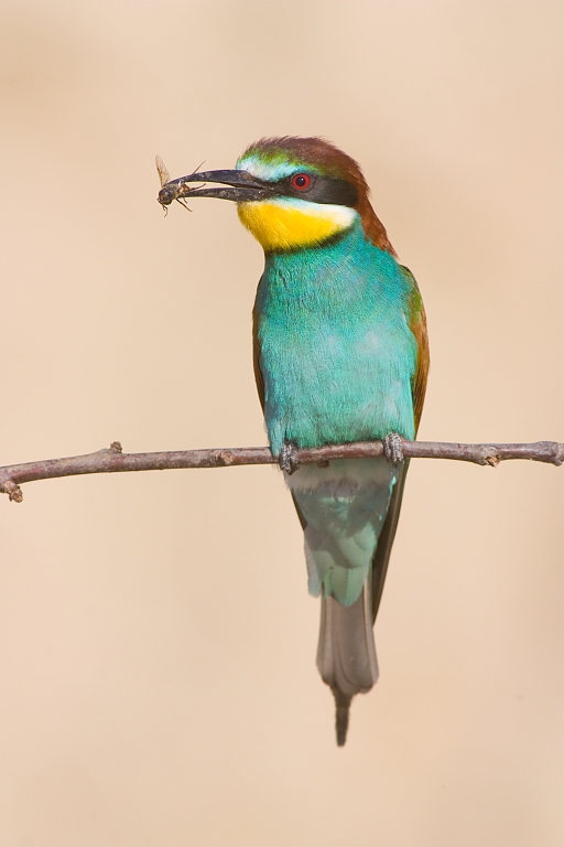 Včel&aacute;rik zlat&yacute; (Merops apiaster)