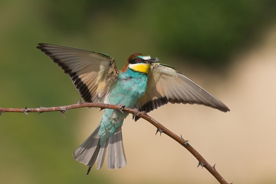 Včel&aacute;rik zlat&yacute; (Merops apiaster)