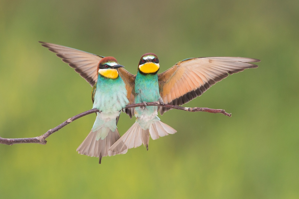 Včel&aacute;rik zlat&yacute; (Merops apiaster)