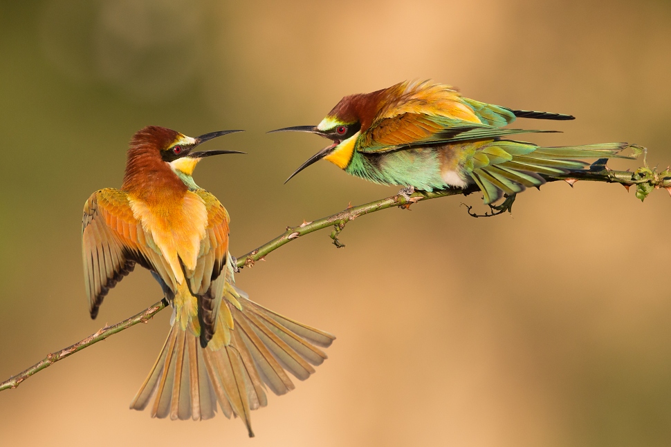 Včel&aacute;rik zlat&yacute; (Merops apiaster)