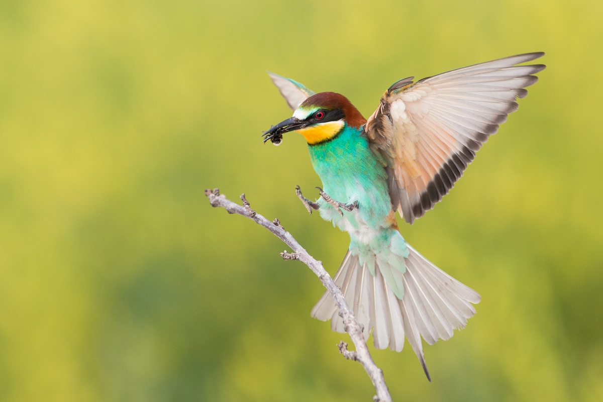 Včel&aacute;rik zlat&yacute; (Merops apiaster)