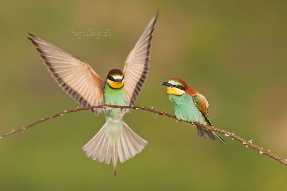 Včel&aacute;rik zlat&yacute; (Merops apiaster)