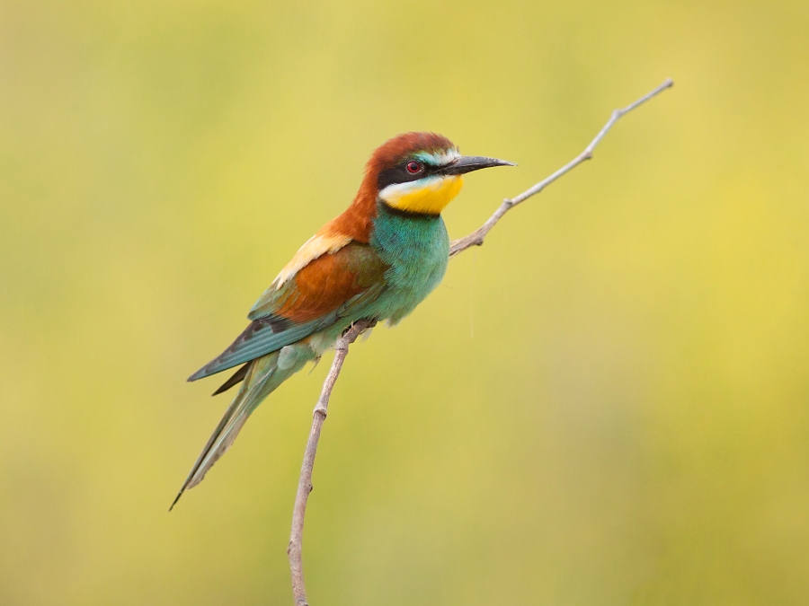 Včel&aacute;rik zlat&yacute; (Merops apiaster)