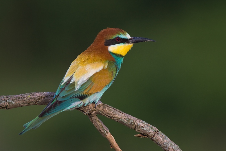 Včel&aacute;rik zlat&yacute; (Merops apiaster)