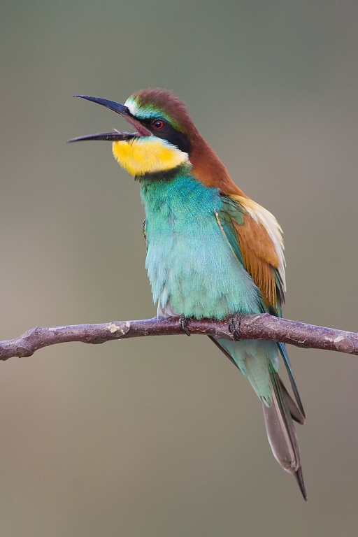 Včel&aacute;rik zlat&yacute; (Merops apiaster)