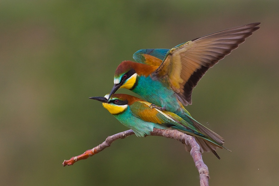 Včel&aacute;rik zlat&yacute; (Merops apiaster)