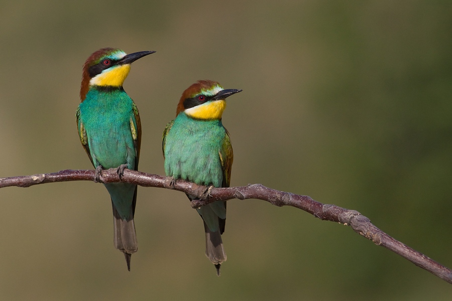 Včel&aacute;rik zlat&yacute; (Merops apiaster)