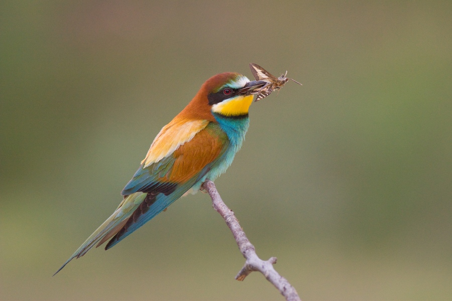 Včel&aacute;rik zlat&yacute; (Merops apiaster)