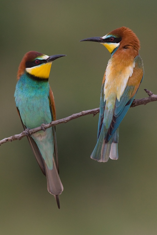 Včel&aacute;rik zlat&yacute; (Merops apiaster)