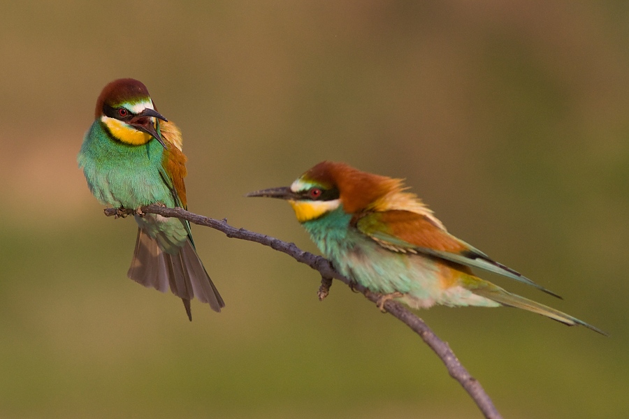 Včel&aacute;rik zlat&yacute; (Merops apiaster)